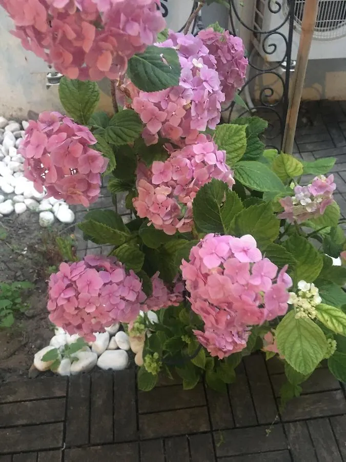 Nocleg ze śniadaniem Defne Ev Hotel Izmir